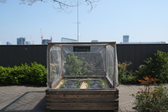 Strawberry ecology green cities tokyo mall roof